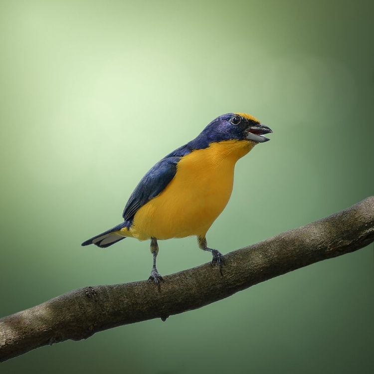 Picture of THICK-BILLED EUPHONIA
