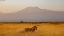Picture of MALE LION AND MT KILIMANJARO