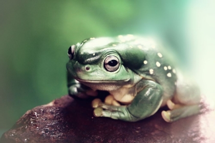 Picture of FROGGY