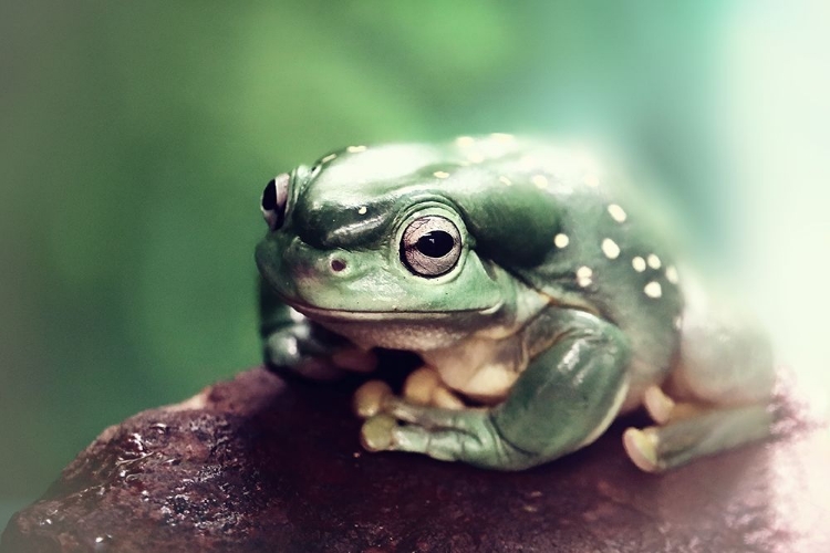 Picture of FROGGY