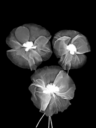 Picture of BLACK AND WHITE DELICATE FLOWERS