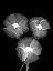 Picture of BLACK AND WHITE DELICATE FLOWERS