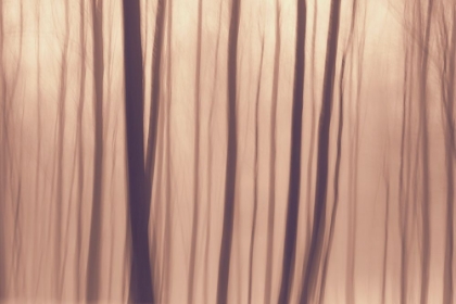 Picture of TREES IN FOREST 9