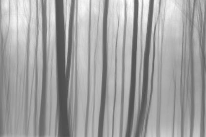 Picture of TREES IN FOREST 8