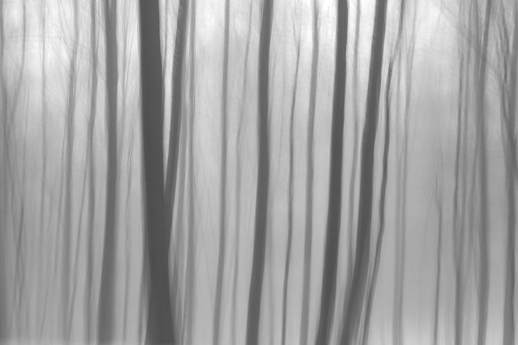 Picture of TREES IN FOREST 8