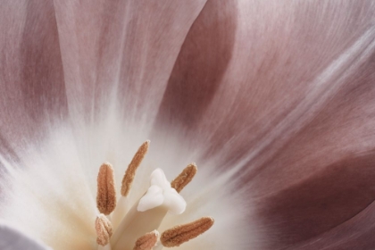 Picture of PINK MACRO FLOWER PHOTO