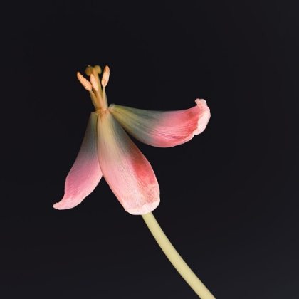 Picture of DRIED TULIP 2 INSTAGRAM FLOWER