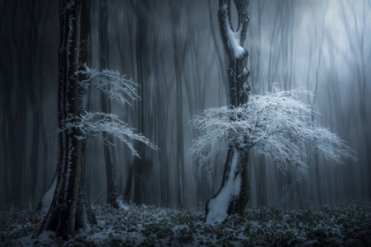 Picture of JUNGLE IN THE BALKAN MOUNTAINS