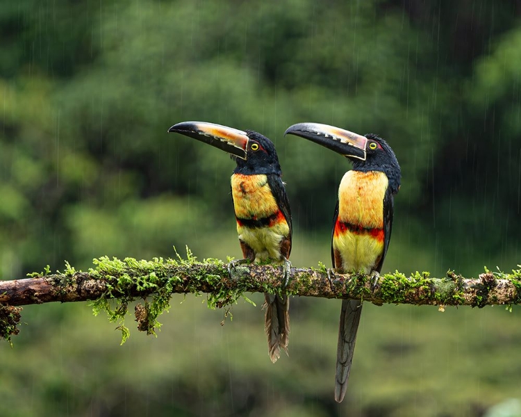 Picture of COLLARED ARACARIS IN THE RAINS