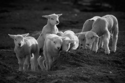 Picture of LAMBS DISCOVER THE WORLD