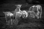 Picture of LAMBS DISCOVER THE WORLD