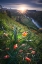 Picture of BLOOMING WILD TULIP