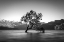 Picture of WANAKA TREE