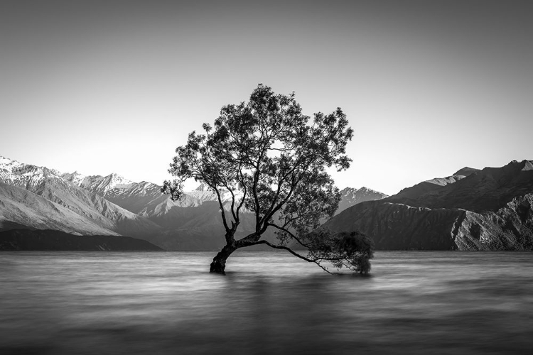 Picture of WANAKA TREE