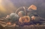Picture of STILL LIFE WITH PUMPKINS