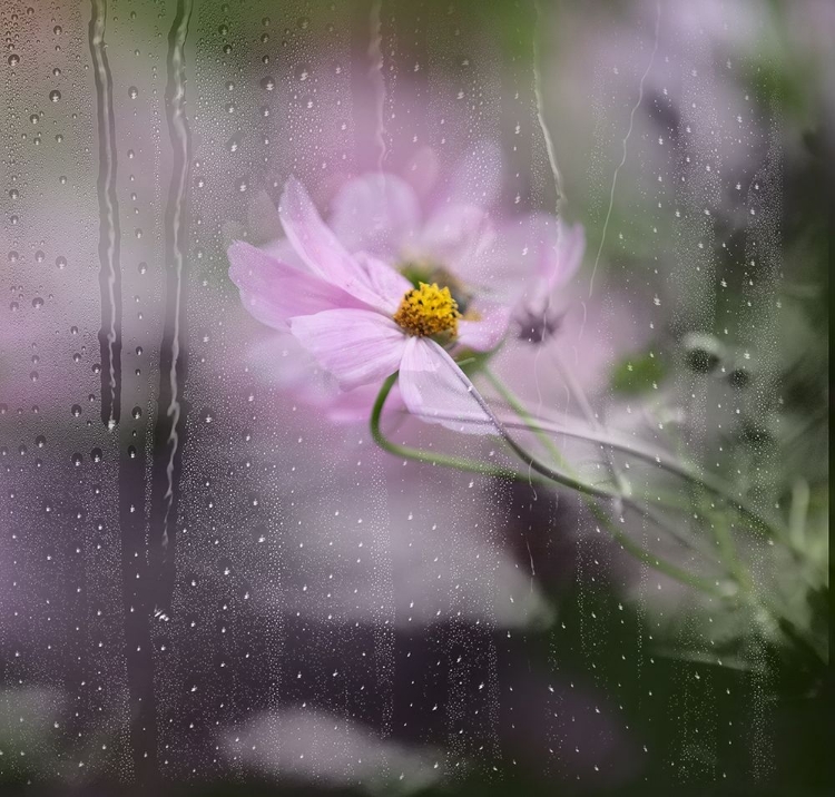 Picture of RAIN WATERED WINDOW