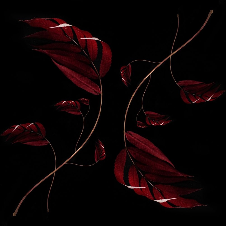 Picture of AUTUMN LEAVES