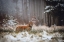 Picture of BIG CAT