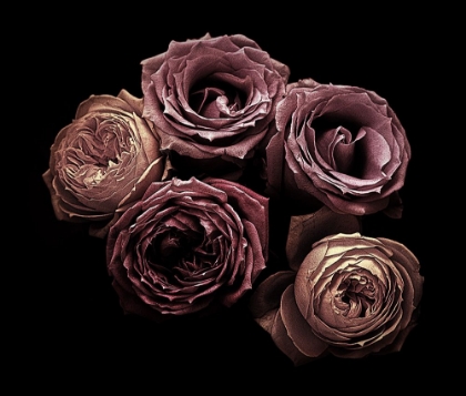 Picture of ROSES