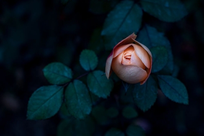 Picture of A SEDUCTIVE ROSE