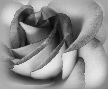 Picture of SHADES OF A ROSE