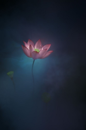 Picture of LOTUS