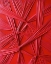 Picture of THE RHAPSODY IN RED