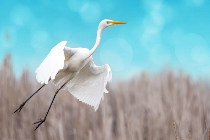 Picture of GREAT EGRET TAKING OFF