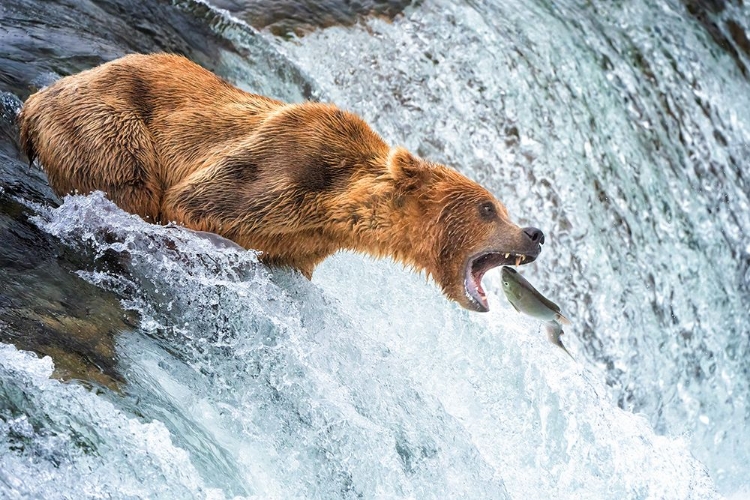 Picture of GRIZZLY BEARS SALMON SPECTACLE