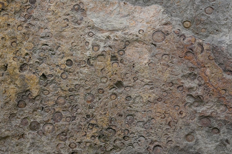 Picture of TEX SURFACE S27