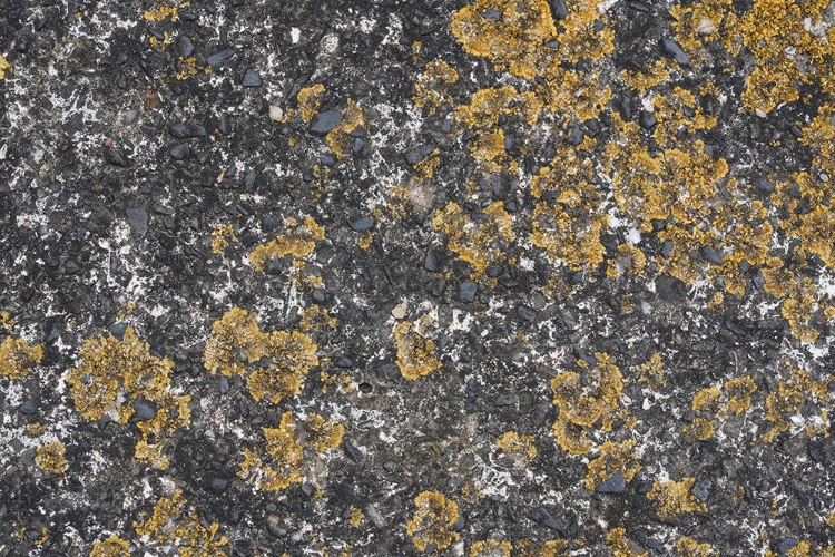 Picture of TEX SURFACE S29