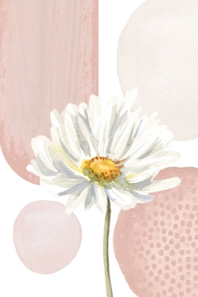 Picture of DAISY PINKS 1
