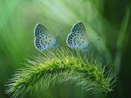 Picture of GOOD FRIENDS TWINS