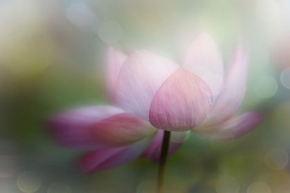 Picture of LOTUS DREAMY