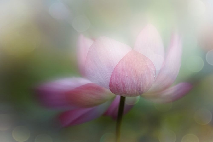 Picture of LOTUS DREAMY