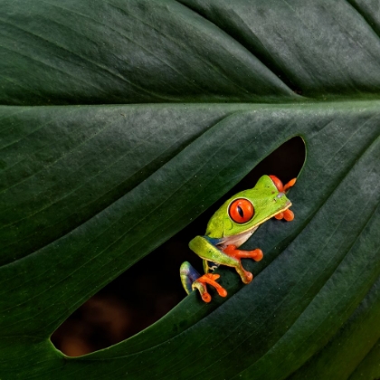 Picture of A RED-EYED TREE FROG