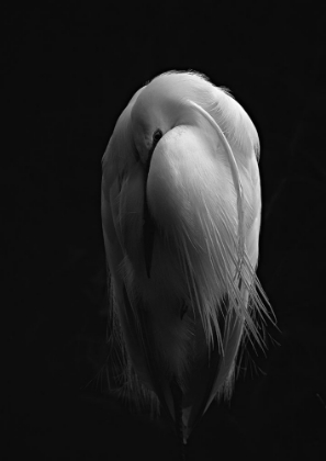 Picture of RESTING EGRET