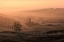 Picture of SUN MORNING
