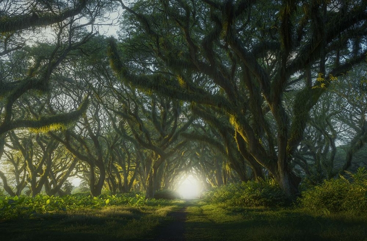 Picture of MISTY FOREST