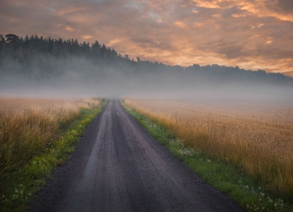 Picture of GOLDEN FOGGY FIELDS