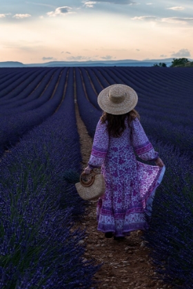 Picture of LAVENDER