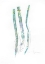 Picture of DF1005 SPARKLINGINTHELIGHTV