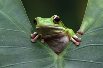 Picture of ON LEAVES