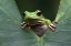 Picture of ON LEAVES