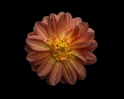 Picture of DAHLIA