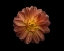 Picture of DAHLIA
