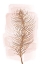 Picture of PINK FEATHER