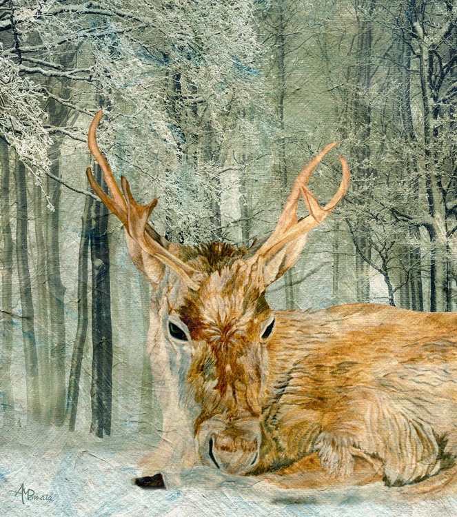 Picture of REINDEER IN THE FOREST