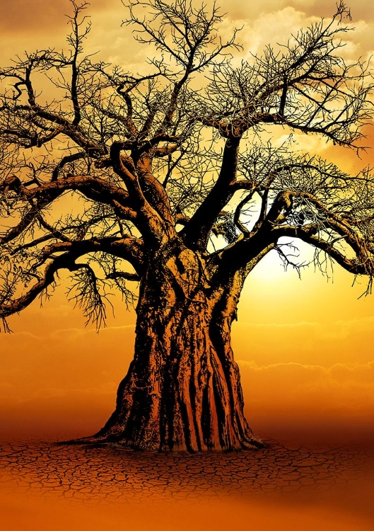 Picture of AFRICAN BAOBAB TREE AT SUNSET