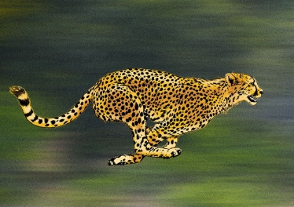 Picture of CHEETAH FULL SPRINT